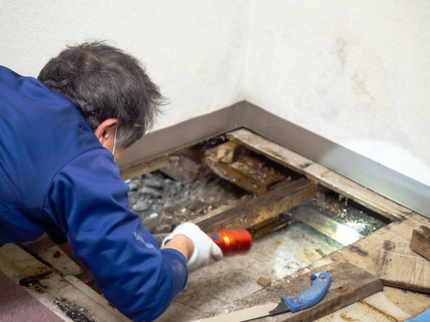 Best Localized Mold Remediation (e.g., coastal areas, humid climates) in La Honda, CA