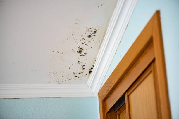 Best Attic Mold Remediation in La Honda, CA