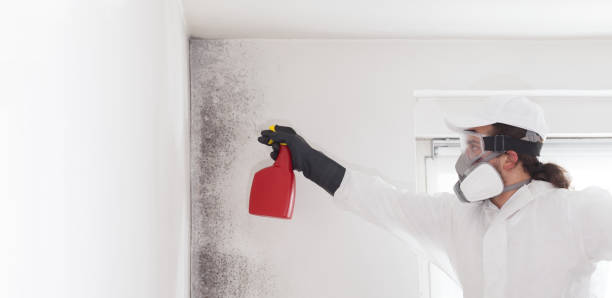 Best White Mold Remediation in La Honda, CA
