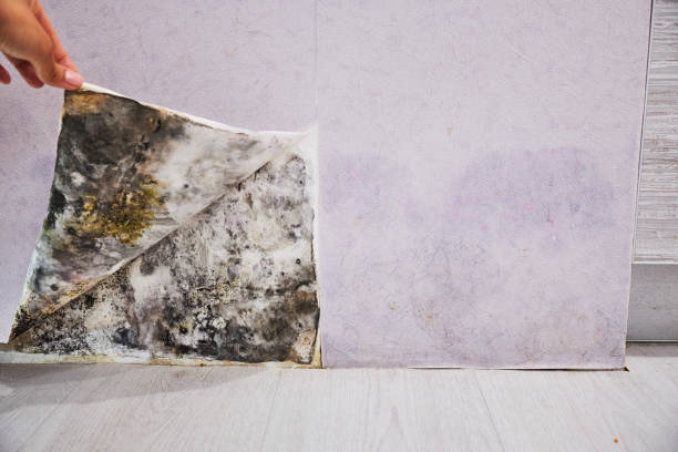 Best Mold Remediation for Schools in La Honda, CA